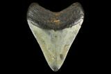 Fossil Megalodon Tooth - North Carolina #131581-2